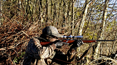 Три браконьера застрелили лосиху в Тверской области