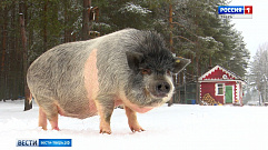 Вьетнамских вислобрюхих свиней разводят в деревне Савватьево Тверской области