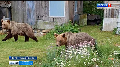 Тверские медвежата перешли границу с Эстонией и напугали местное население