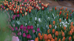 В Твери продолжает работу выставка-продажа более 100 тысяч тюльпанов