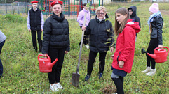 В Тверской области высадили 128 тысяч саженцев деревьев и кустарников