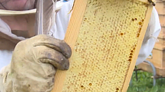 Опасного паразита обнаружили у пчел в Зубцовском районе