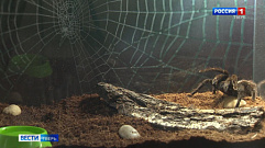 Свыше 50 разновидностей пауков представлено на выставке в Твери