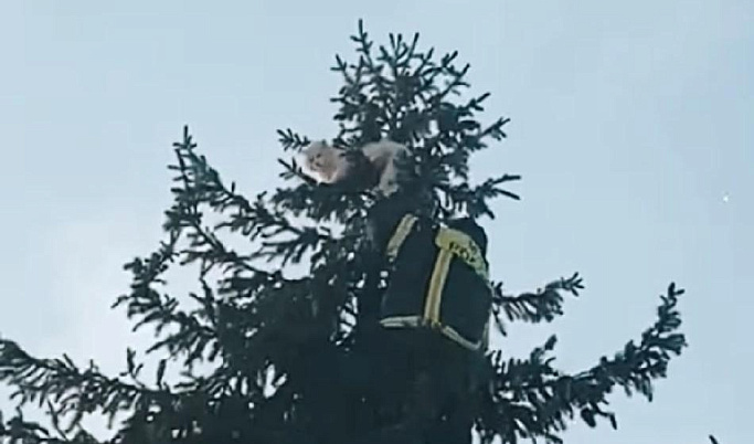 В Тверской области сотрудники МЧС помогли коту спуститься с дерева