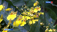 Онцидиумы: история необычных орхидей, которые расцвели в Ботаническом саду Твери