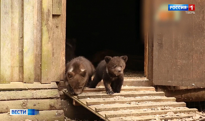 Медвежата-сироты в Тверской области впервые вышли на прогулку