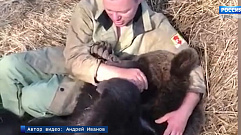 Медведя из Тверской области навестил его папа