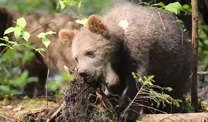 Биологи Тверского Центра спасения медвежат-сирот рассказали о белых пятнах на шубках бурых медведей
