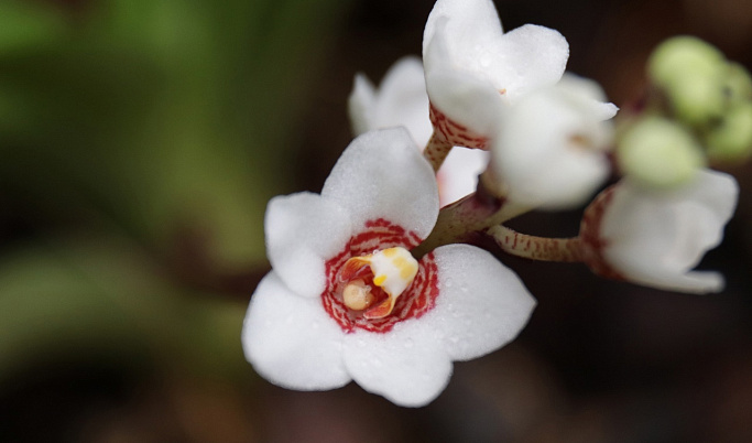 В Твери в конце февраля расцвела Большая каменная орхидея 