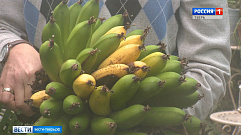 В Ботаническом саду ТвГУ созрела первая 15-килограммовая гроздь бананов