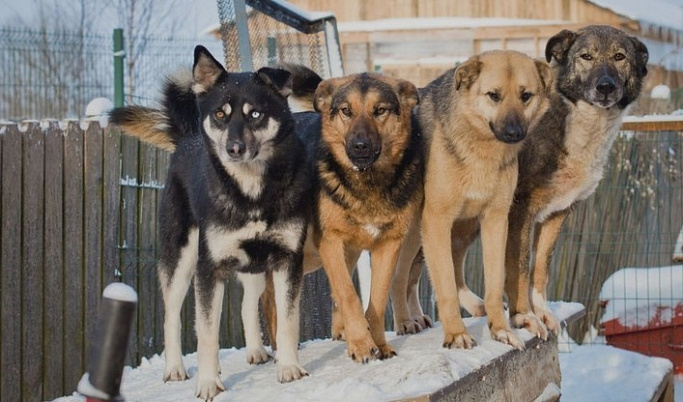 Зоозащитники собрали деньги на пищу для 400 собак в Тверской области