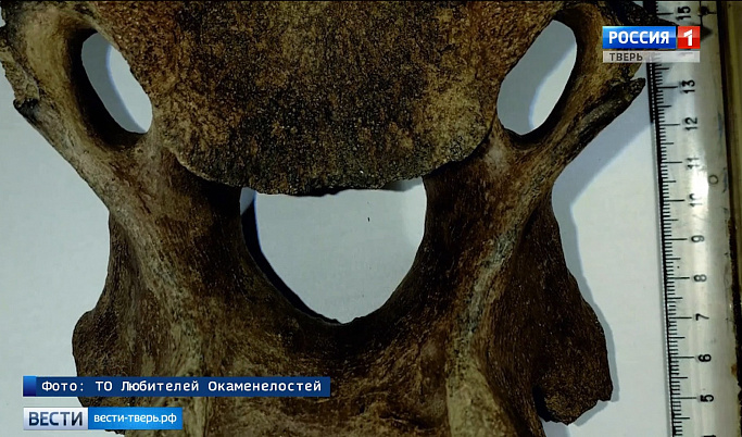 Жительница Тверской области нашла останки древнего носорога