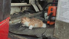 В Кимрах пожарные спасли из горящего дома рыжего котенка
