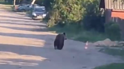 В деревне Максатихинского округа заметили медвежонка