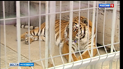 Из Тверской области тигр Барсик переедет в Старооскольский зоопарк