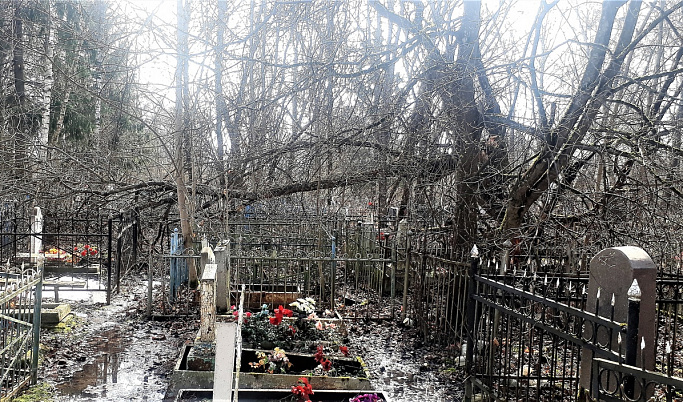 Старое кладбище под Тверью может завалить деревьями  