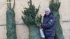 Более 2,5 тысяч рождественских деревьев завезли в Тверскую область