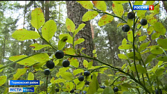 Рекордный урожай черники собирают в лесах Тверской области 