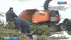 Тверичан призывают сдавать новогодние ёлки на переработку