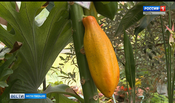В Ботаническом саду Твери созрел первый плод папайи
