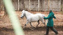 В Твери на конном фестивале выступят черкесские всадники и лучшие кинологи Тверской области 