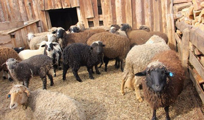 В Тверской области у овец обнаружили опасную неизлечимую болезнь