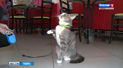 Кошка Масяня из Твери покорила интернет-пользователей