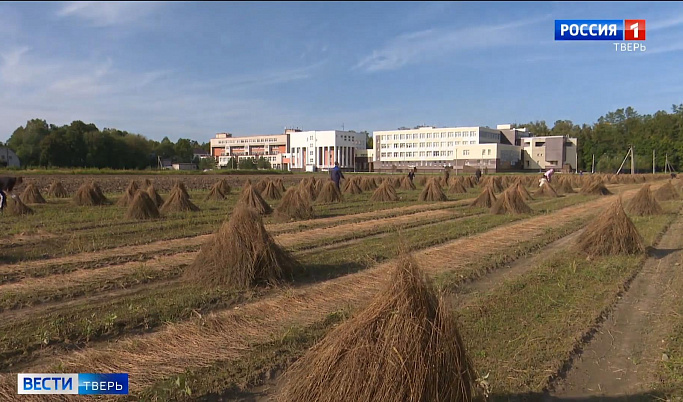 Студенты Тверской сельскохозяйственной академии приступили к уборке льна