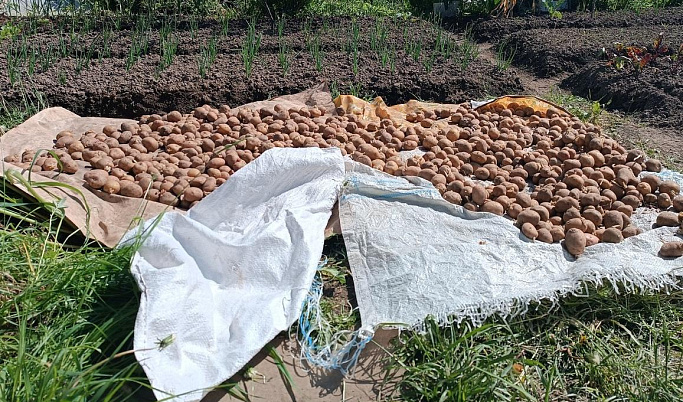 Жители деревни под Тверью пожаловались на гнилой картофель