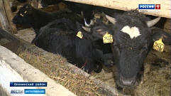 В Тверской области появится молоко священных индийских коров-зебу