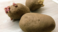 Огородникам Тверской области рассказали о выборе сорта картофеля