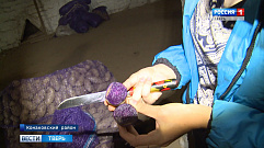 В Тверской области выращивают необычный картофель с фиолетовой мякотью