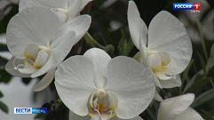 В тверском Ботаническом саду приготовили десерт из орхидей