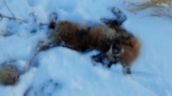 В Кашине убили лису, от укусов которой пострадали 12 человек