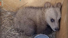Четырнадцатого медвежонка везут в Центр Пажетновых в Тверской области 