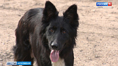 В Тверской области оштрафовали хозяина собаки, которая укусила человека
