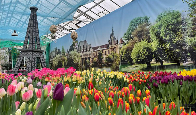 27 февраля в Твери откроется выставка-продажа 100 тысяч тюльпанов