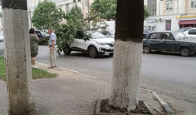 В Твери на автомобиль упало дерево