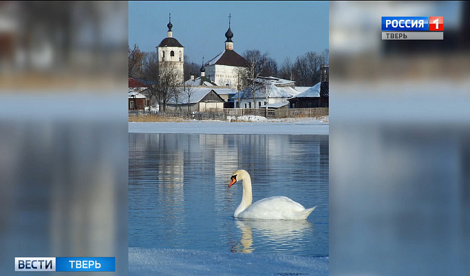 Стая лебедей поселилась на озере Соломино в Тверской области