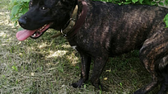 В Тверской области ветеринары спасли бродячую собаку