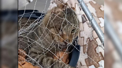 В Твери волонтеры спасли кота Пумбу, у которого во рту застряла ветка