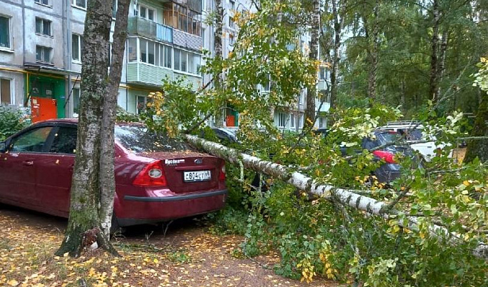 В Конаково ветер повалил дерево на припаркованные автомобили