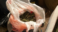 Житель Тверской области хранил дома более 8,5 кг растительного наркотика