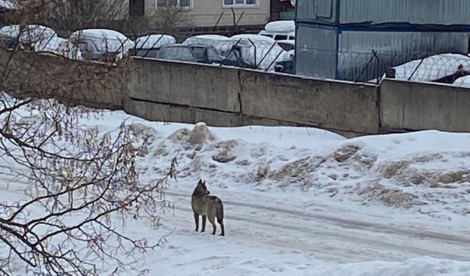 Собака нападала на прохожих и детей в Тверской области