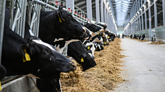 Производство молока в Тверской области выросло на 15%