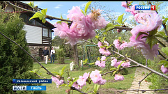 В саду тверского пенсионера растет более 150 сортов плодовых деревьев                                                          
