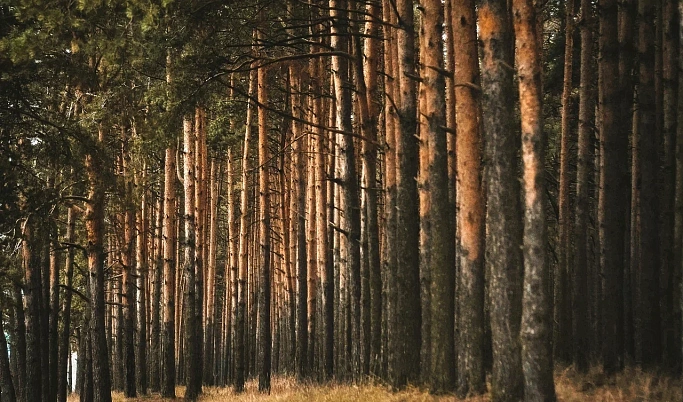 Тверская область продолжает занимать 1 место ЦФО по лесовосстановлению