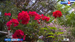 В оранжерее Ботанического сада ТвГУ цветет пеларгония