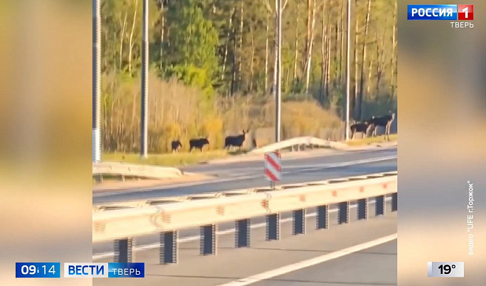 Нашествие лосей в Тверской области: куда они идут и что ими движет