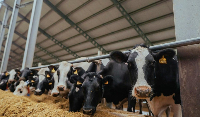 Малым хозяйствам из Тверской области компенсируют до 90% затрат на обновление молочного стада